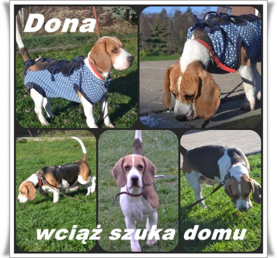 DONA szuka kochającej rodziny